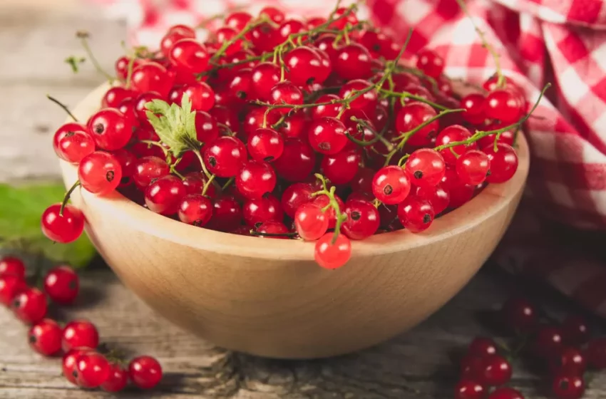  La groseille : zoom sur ce fruit rouge