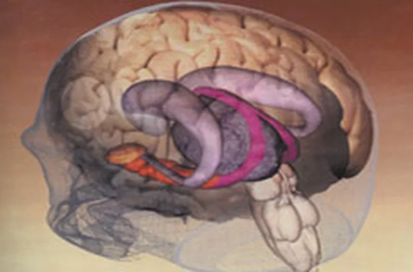  Comprendre l’amnésie infantile : causes et perspectives