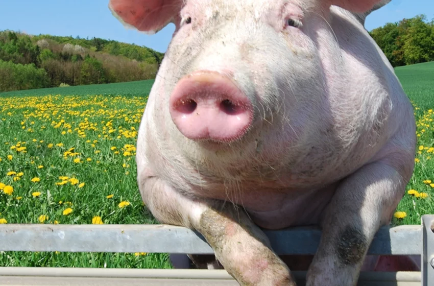  Èske w te konnen kochon se dezyèm bèt ki pi entèlijan ?