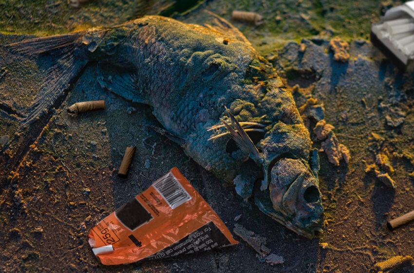  Fumer détériore l’environnement