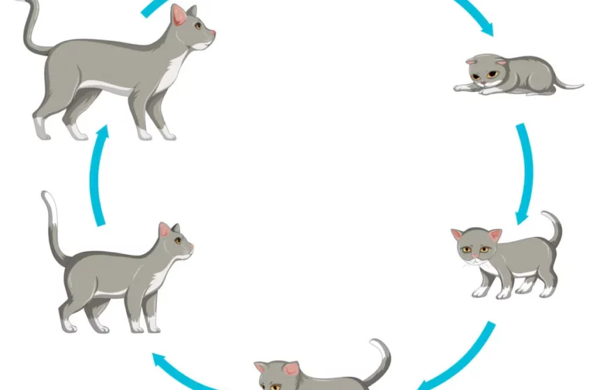  Saviez-vous que la durée de vie d’un chat domestique varie entre 12 et 15 ans ?