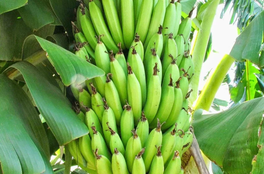  Saviez-vous que les bananes sont courbées pour capter davantage la lumière du soleil ?