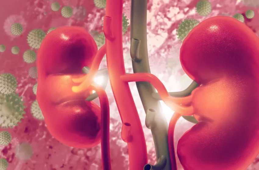  Insuffisance rénale : quels sont les signes d’un mauvais fonctionnement des reins ?