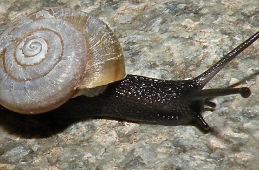 Saviez-vous -vous que les escargots du désert peuvent dormir pendant trois ans ?