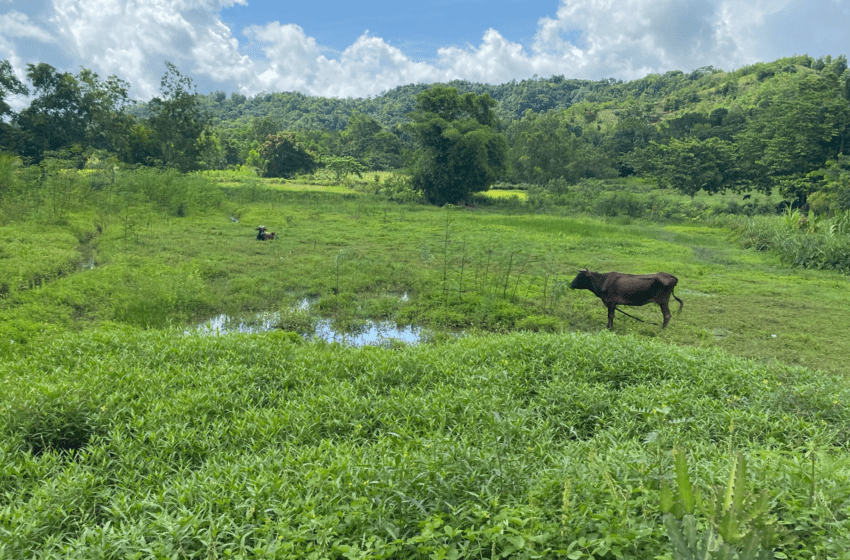  Vivre à la campagne : une vie paisible et enrichissante