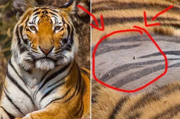  Saviez-vous que les tigres ont la peau rayée?