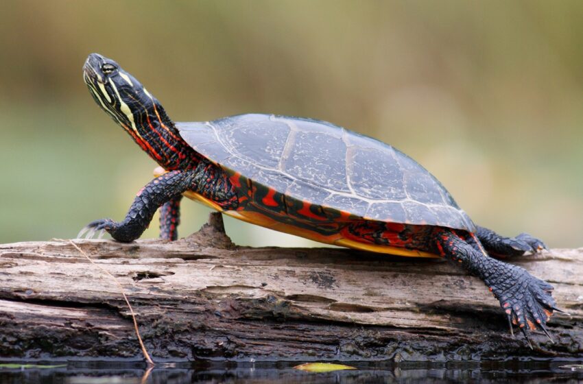 Saviez-vous que les tortues peuvent respirer par l’anus ?