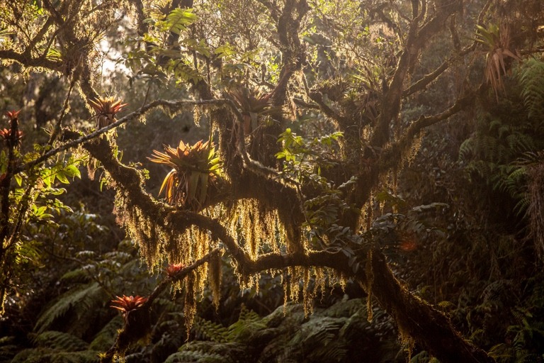 L’Inglesou :gardien impitoyable des forêts sauvages d’Haïti