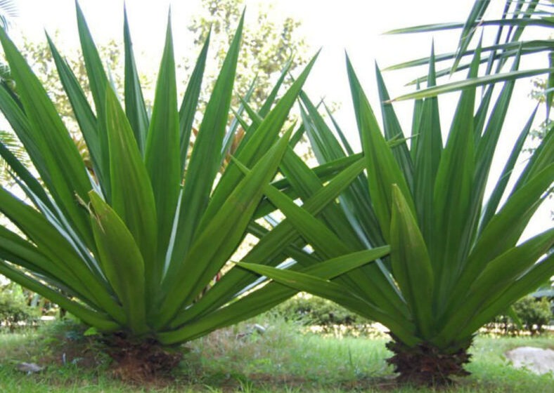 Zèb Ginen (Furcraea foetida) :une plante précieuse dans le vaudou