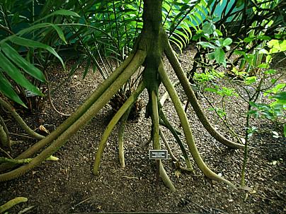  Saviez-vous qu’il existe une plante appelée Socratea exorrhiza qui peut marcher ?