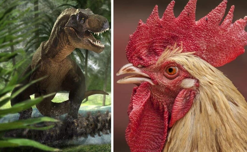Saviez-vous que les poulets étaient autrefois des dinosaures ?