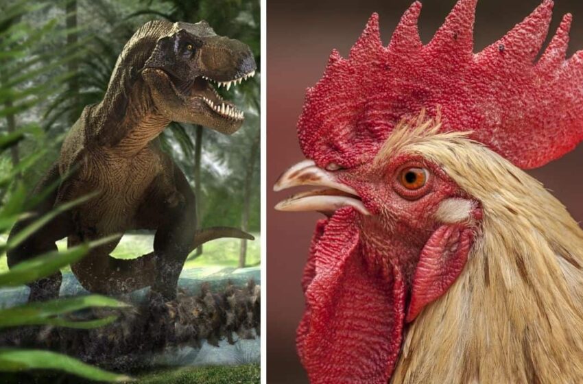  Saviez-vous que les poulets étaient autrefois des dinosaures ?