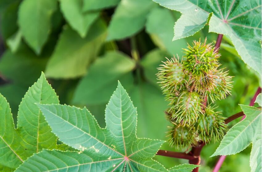  Palma Christi (Ricinus communis) : utilisation et importance dans le vaudou