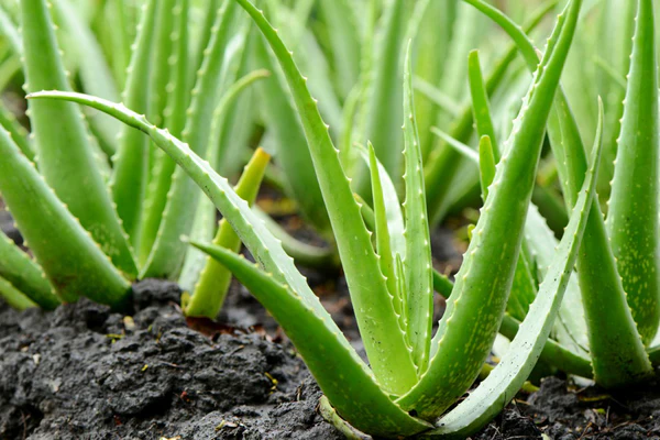  L’aloe vera :une plante sacrée dans les pratiques vaudou