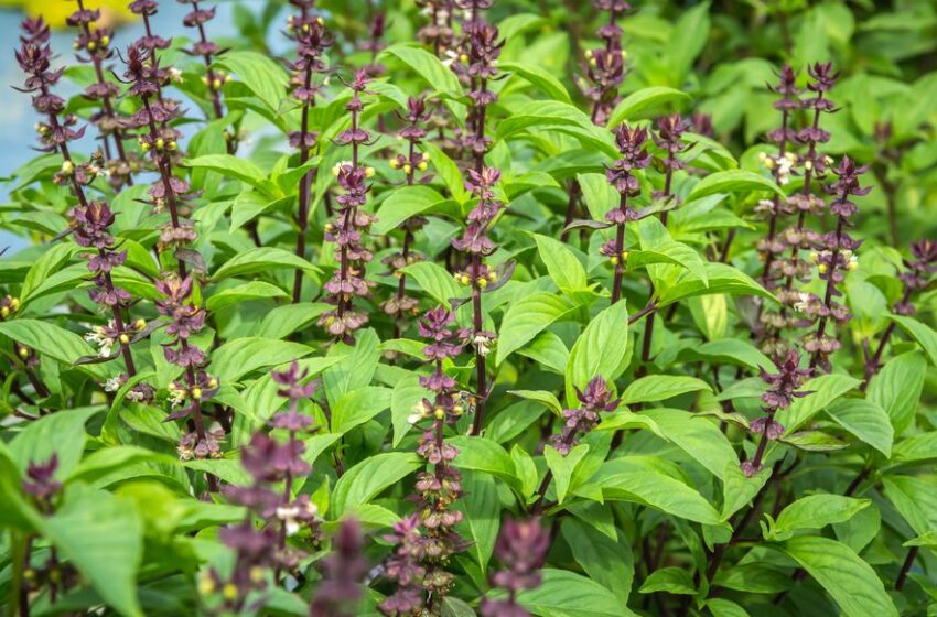  L’apport du basilic dans les rituels 