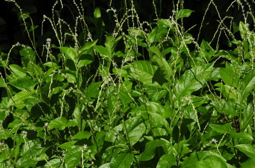  Fèy Klenbé (Petiveria alliacea) : une plante sacrée dans le vodou