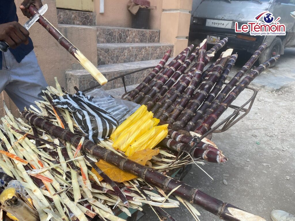 La canne à sucre en Haïti : le dernier souffle d’une tradition presque disparue