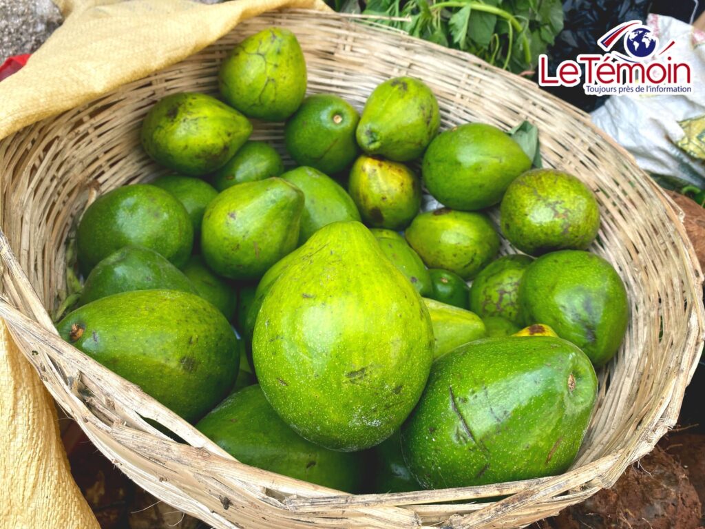 Les marchandes d’avocats : des piliers de la survie et de la gastronomie en Haïti