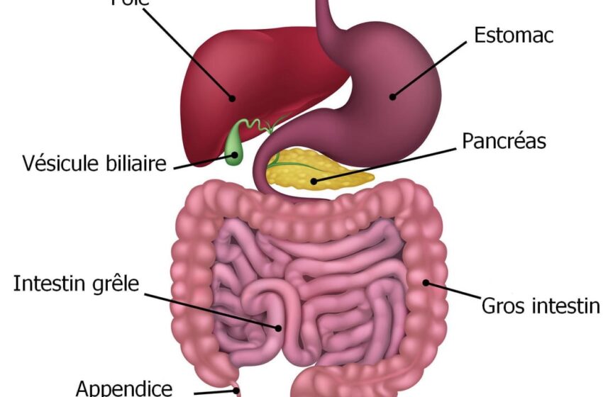  Comprendre et améliorer votre transit intestinal