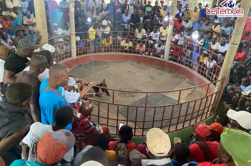  À Ouanaminthe, les combats de coqs déplacent la foule : une tradition vivante sur la route de Sance