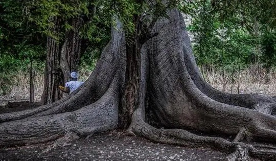  Saviez-vous que l’arbre mapou est l’un des arbres sacrés de la culture haïtienne ?
