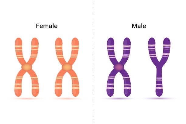  Èske w te konnen sèks yon timoun depann de papa li?