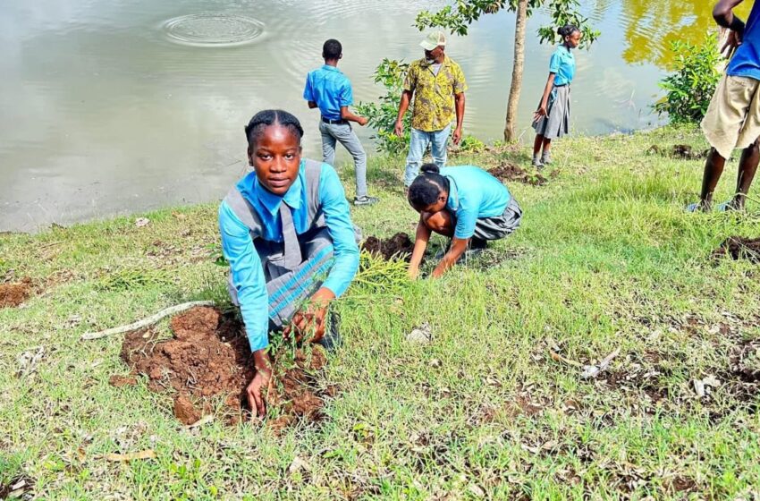  Initiative de plantation d’arbres : Pour un avenir meilleur à La Vallée-de-Jacmel