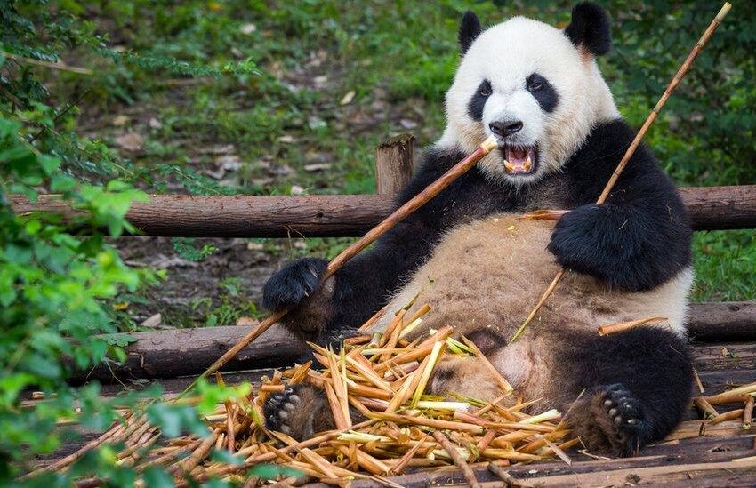  Saviez-vous que le panda fait ses besoins jusqu’à 40 fois par jour ?