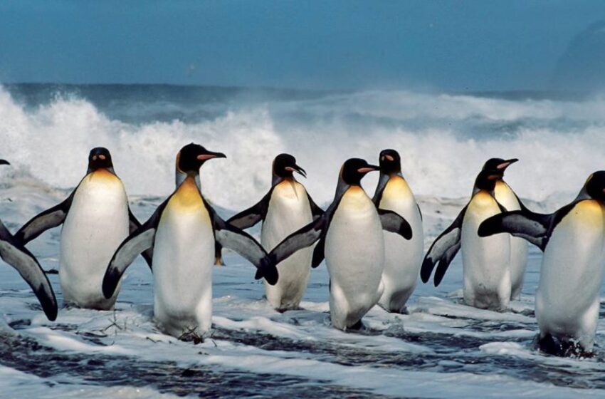 Saviez-vous que les pingouins ont des genoux ?