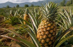 Saviez-vous que l’ananas met environ deux ans à mûrir avant de pouvoir être récolté ?