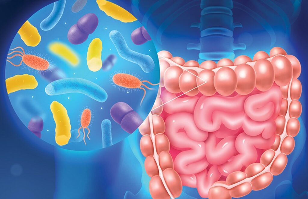 Le microbiome : ce monde invisible qui influence votre santé