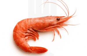 Saviez-vous que le cœur d’une crevette se trouve dans sa tête ?