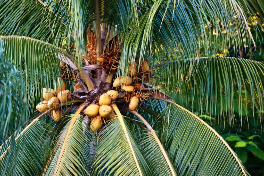 Saviez-vous que le cocotier est appelé “l’arbre de vie” ?