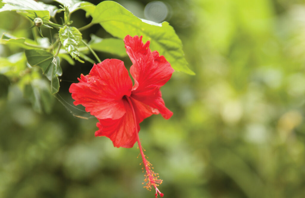 Hibiscus : la fleur miracle… à consommer avec équilibre