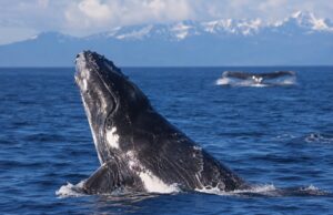 Saviez-vous que le chant des baleines est le plus grand « hit-parade » de la planète ?