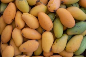 Saviez-vous qu’Haïti compte plus de 100 variétés de mangues ?
