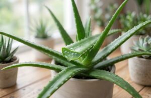 Saviez-vous que l’Aloe vera est considéré comme l’une des plantes les plus utiles au monde ?