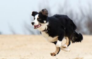 Saviez-vous qu&rsquo;un chien a failli voler la vedette lors d&rsquo;un Mondial ?