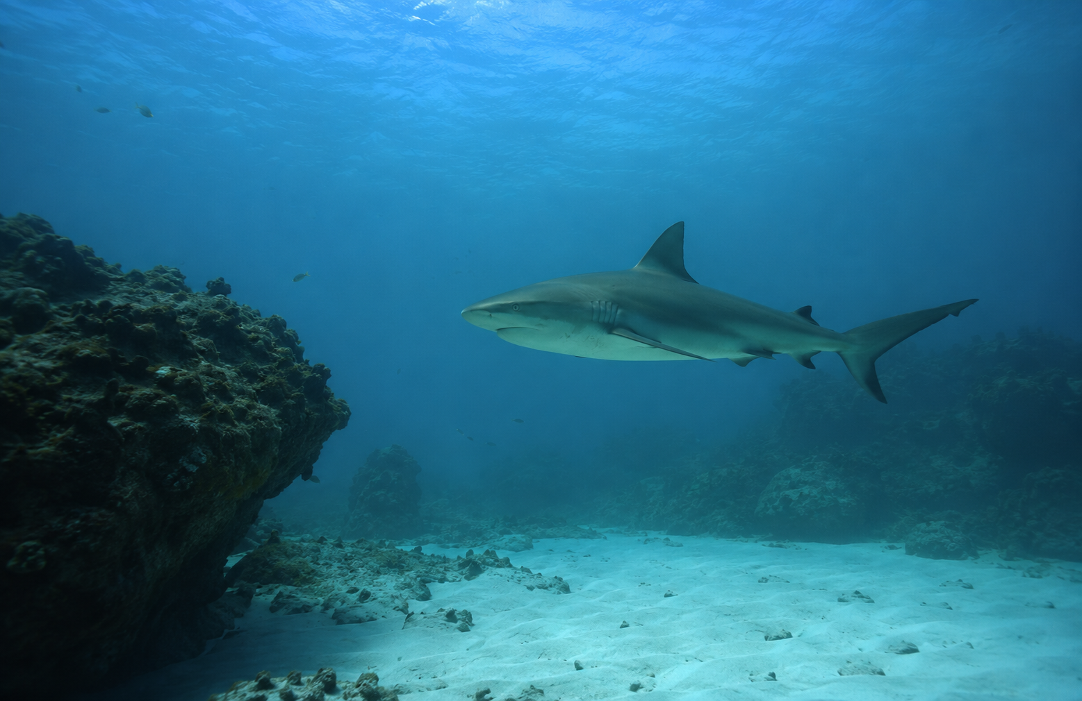 Saviez-vous que les requins existaient avant les arbres ?