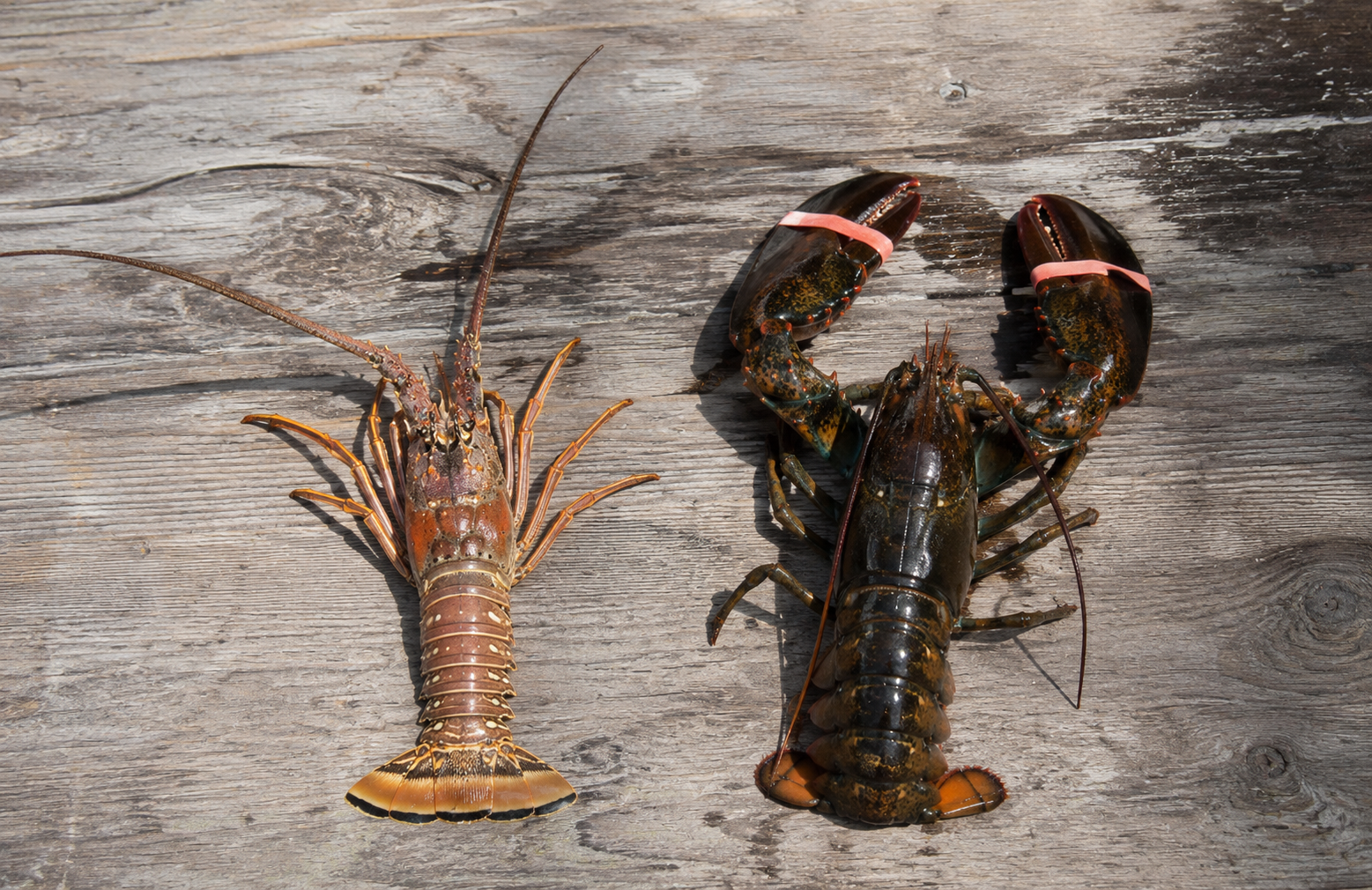 Langouste ou homard : ne les confondons plus !
