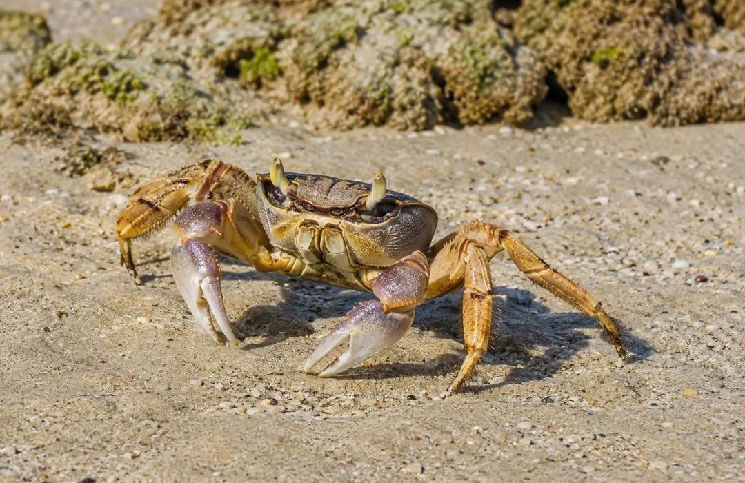 Èske w te konnen krab yo mache sou kote pi fasil pase yo mache devan?