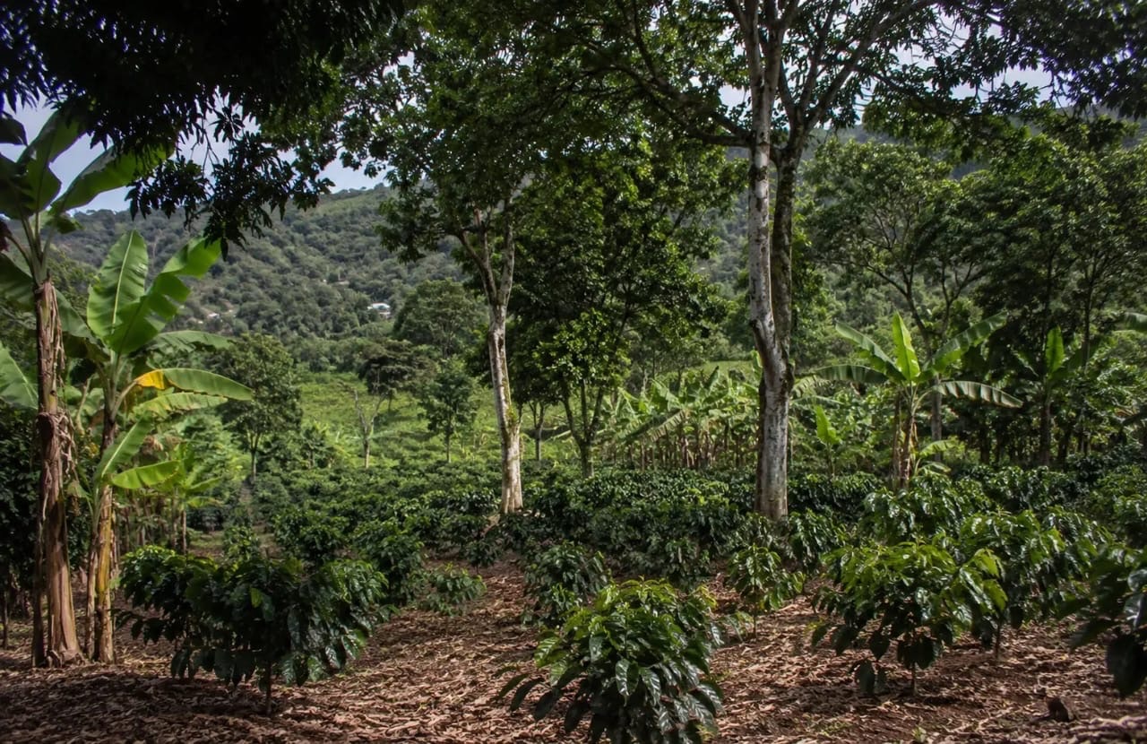 Agroforesterie : quand les arbres deviennent des alliés de l’agriculture
