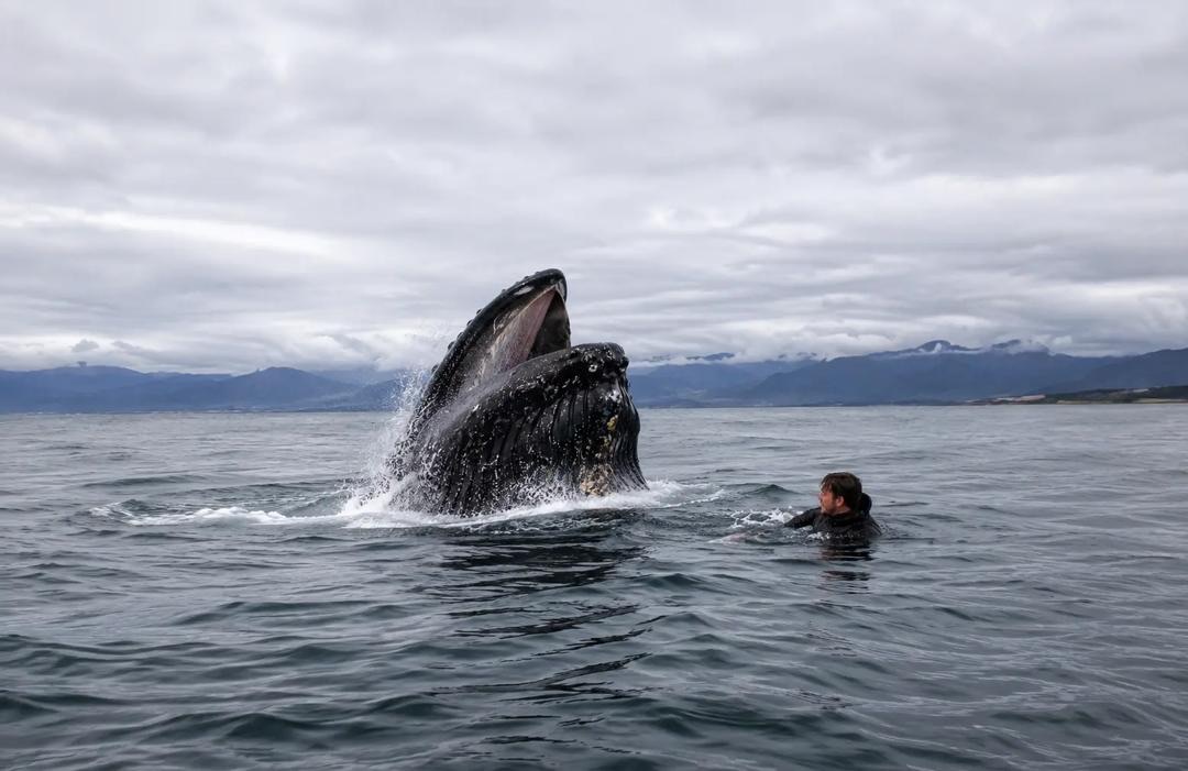 Saviez-vous qu’un homme avalé par une baleine s’en est tiré sain et sauf ?
